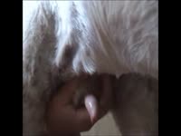 Slut making a dog cum by masturbating its dick